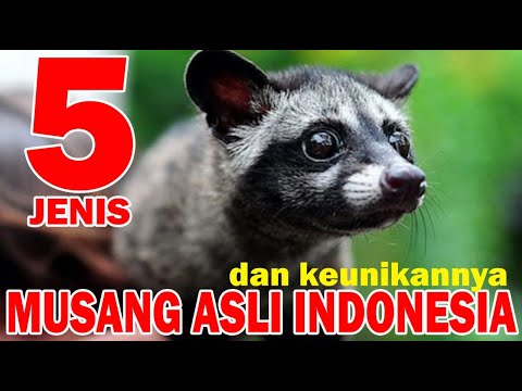 , title : 'JENIS MUSANG ASLI INDONESIA & KEUNIKANNYA | Indonesian Kind of Civets and Their Uniqueness'