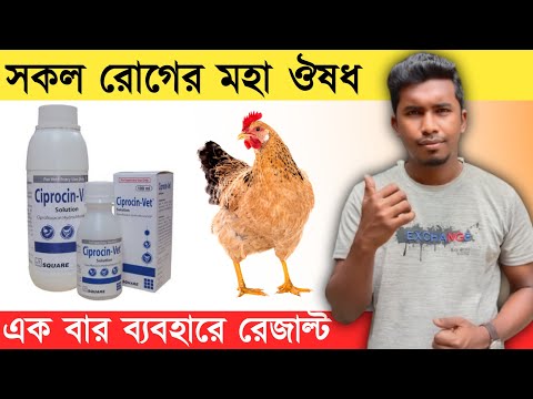 কোন ঔষধে মুরগি সুস্থ হচ্ছে না? মুরগির মহা ঔষধ | sick chicken | sick chicken case