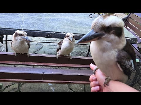 Dwarfy the kookaburra doesn't want to let me get back to work!