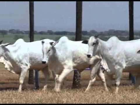 LOTE 58   MATA B 1226   1614   1760   1824   2105