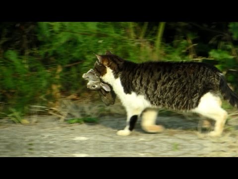 Wat katten doen in de natuur. Er was eens een konijntje..Maassluis. What cats do in nature.