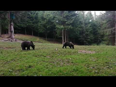 Medveles -Görgényi-havasok