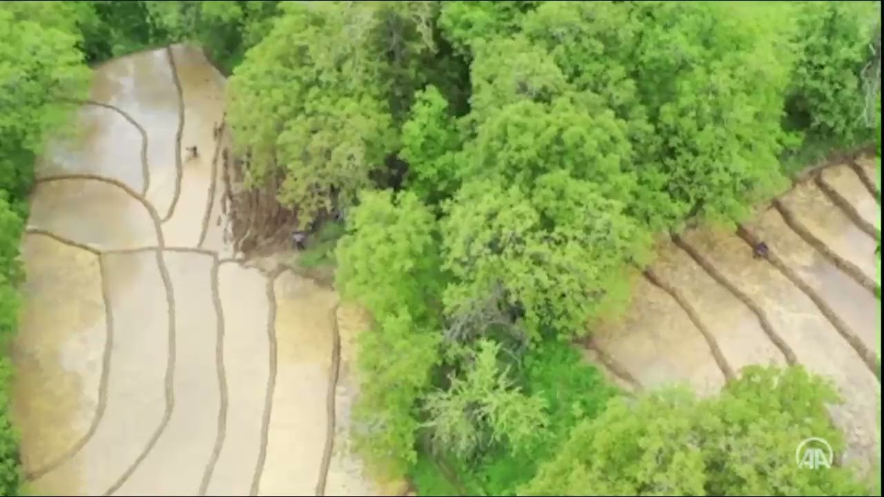 Video: Çamur havuzunda geleneksel yöntemlerle pirinç yetiştiriyorlar