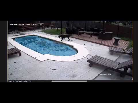 El rescate de El Gucci a su mascota