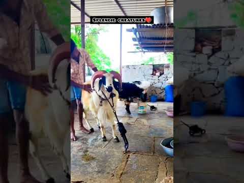 Khubsurat Bada Mende ki Malish ||Awesome Ram Massage👌