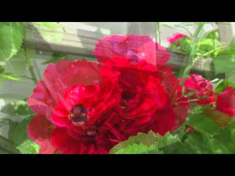 En dag gick jag förbi en vägg av rosor....mp4