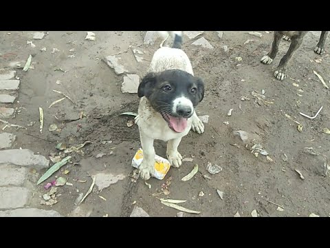 how to Make friendship with dogs lover | dogs fighting | dogs lover boy | desi dogs | my lovely pet