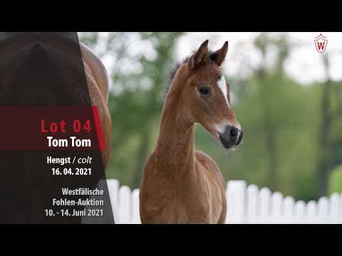 Westfälische Fohlen-Auktion Lot 4 Tom Tom Hengst v. Taurus - Florenciano
