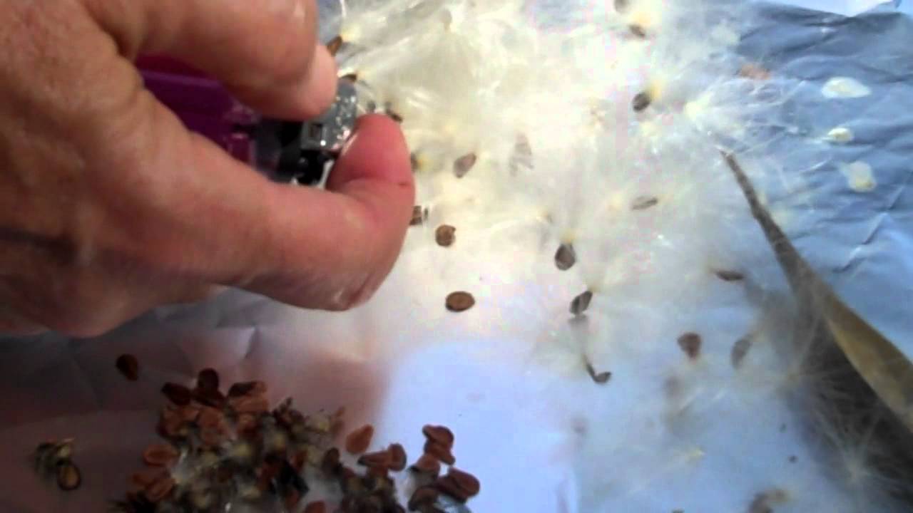 Cleaning Milkweed Seed 2
