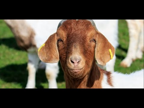 What you need to know about YPA Goats Investment Project with Mr. Obed Ben