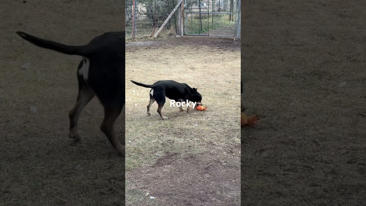 Rocky, a Adoptable mixed breed in Durango, CO video 2/2