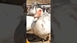Duck Sounds (Clear Field Recording of a Curiously Approaching Duck)