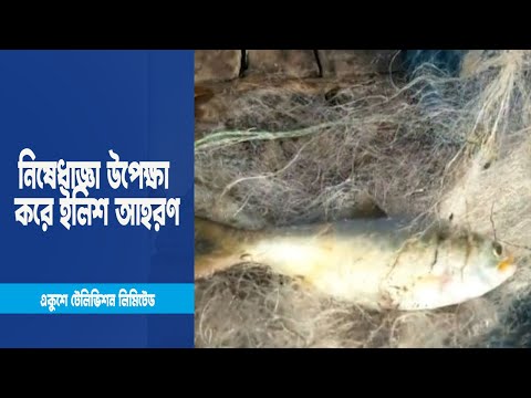 নিষেধাজ্ঞা উপেক্ষা করে মা ইলিশ আহরণ ! | ETV News
