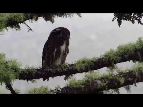 Andean Pygmy-Owl — Glaucidium jardinii — hlas a video