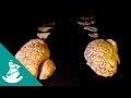 Documentary Science - Brain: The Last Enigma