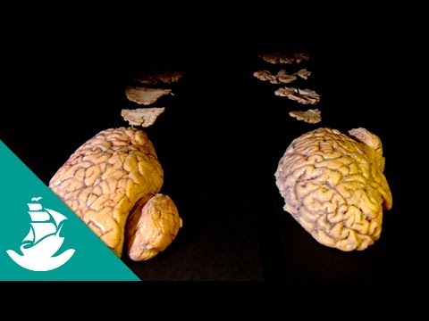 The Brain, the Last Enigma