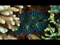 Snorkeling Wakatobi Pulau Hoga Sampela Bajau Village Sulawesi Indonesia October 2018