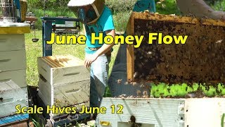 Good Honey Flow and Swarm Season - Scale Hives June 12