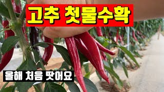 고추 첫물수확-올해 첫 수확 했어요
