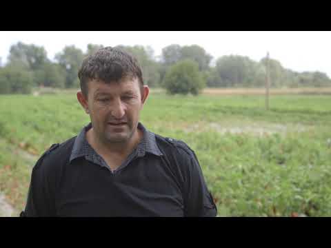 Proizvodnja semenske paprike u Novom Selu kod Velike Plane - U nasem ataru 807