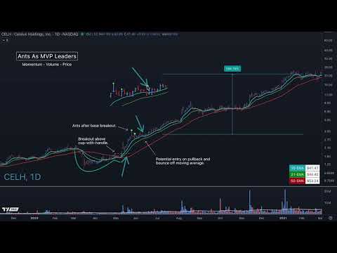 Ultimate Ants Indicator For TradingView - Part 2 - Ants as MVP Leaders