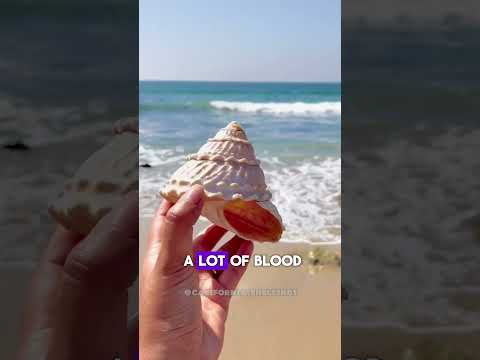 Sea shells are created and formed by animals!