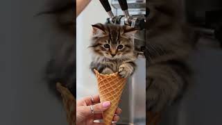 🍦 Ice Cream Cats 🐱 | ASMR Satisfying & Relaxing #shorts #cat #aiasmr