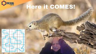 What a Superb Squirrel Puzzle!