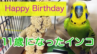 【セキセイインコ】１１歳は高齢インコ？おじいちゃんには見えないハピバインコ♪