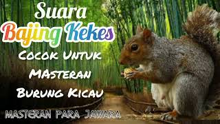 Download lagu Bajing Kekes/Tupai Kekes Untuk Masteran Burung Lomba. mp3 Download lagu Bajing Kekes/Tupai Kekes Untuk Masteran Burung Lomba. mp3