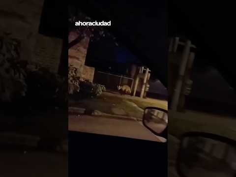 Sorpresiva aparición de un. aguara guazu en Gobernador Crespo, Santa Fe.