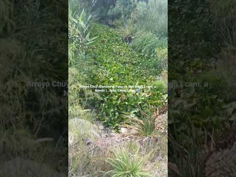 A° Chuy , Cam. al Paso de San Diego ( cam. a Nando ) , dpto. Cerro Largo 🇺🇾 . Videitos