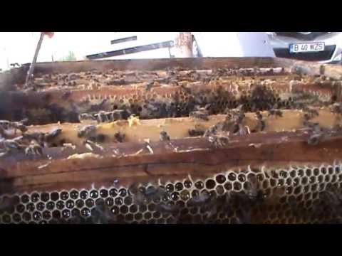 Expandarea OBLIGATORIE din primavara la "Bio Stup - Ioan Ursu" cu care am iernat cu succes