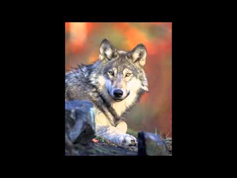 Risskant & Professor Ghost  - Maanlicht feat . Djeekee (prod. de Grootgrondbezitter)