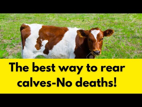 The True Cost of a Friesian Cow Is it worth it