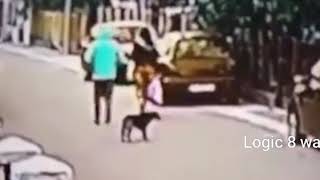 Stray dog stops robbery