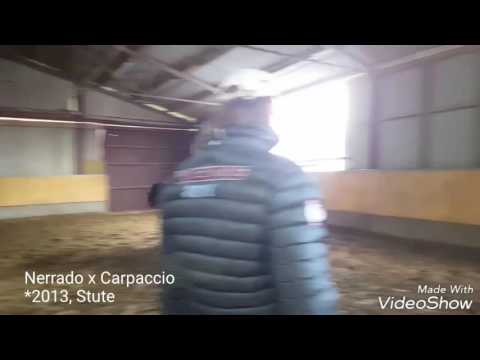 3j Stute, Nerrado x Carpaccio, for sale