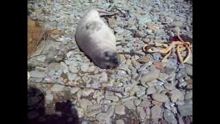 I pet a seal!