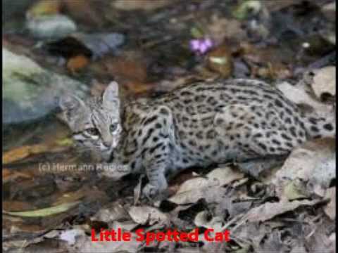 Wild Cats - Biggest to the Smallest