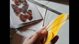 870+ Cara Membuat Kolase Kupu-kupu Terbaik