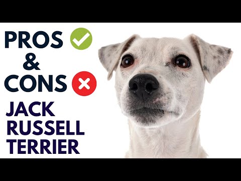 Jack Russell Terrier Breed Pros and Cons Jack Russell Terrier Advantages and Disadvantages