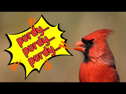 Watch Cardinals Feeding Hatchlings (Sounds & Facts for Kids)