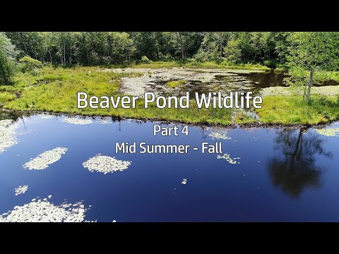 Beaver Pond Wildlife: Part 4- Mid-Summer to Fall