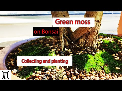 Growing moss on bonsai 🟢 Collecting and planting moss for free (S03-E02)