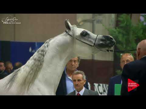 N.42 SHAMS EL ASHIRAF - Gran Prix Fieracavalli 2017 - 4 Years Old and Older Stallions (Class H)