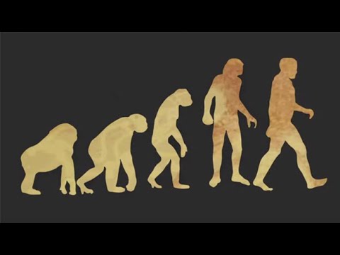 Deshalb ist Evolution FALSCH!