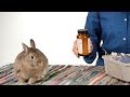 How to Get a Rabbit Back in Its Cage | Pet Rabbits ...