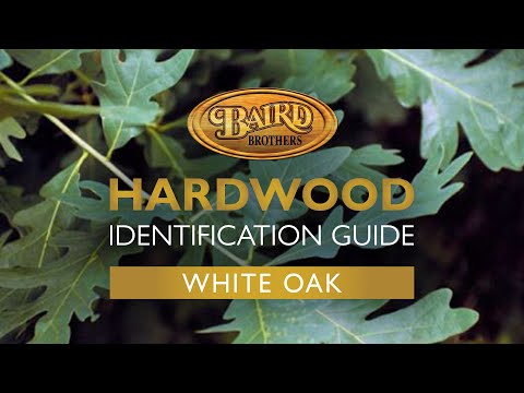 White Oak Hardwood: Uses, Characteristics, and Identification Guide
