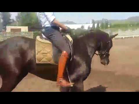 FOR SALE 5 yo. Swarovski / Hochadel / de Niro