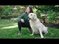 Play Video: Home Dog Training